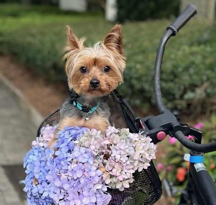 Photo of Roscoe