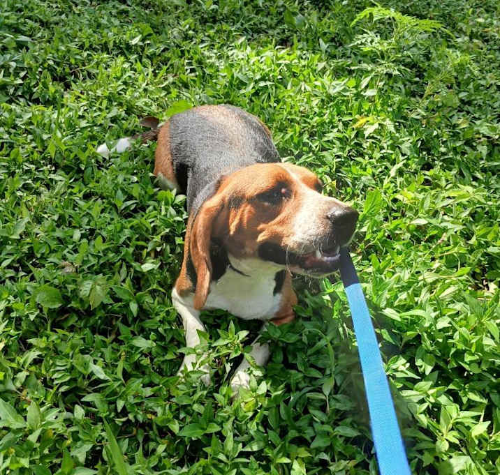 Photo of Luna Adoption Pending