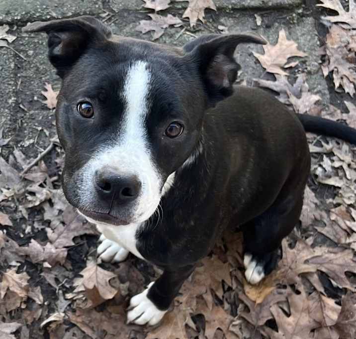 Photo of Milo