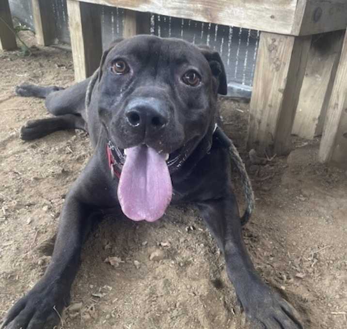 Photo of Buddy