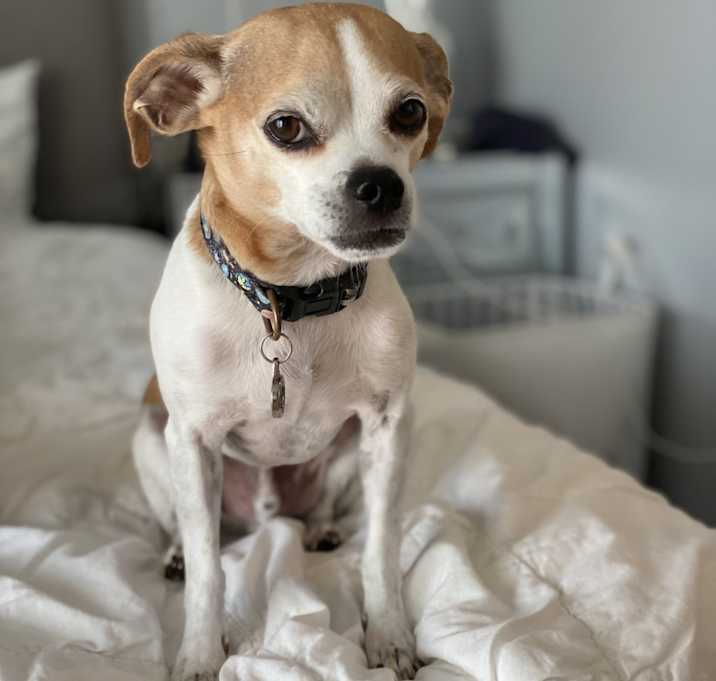Photo of Ralphie