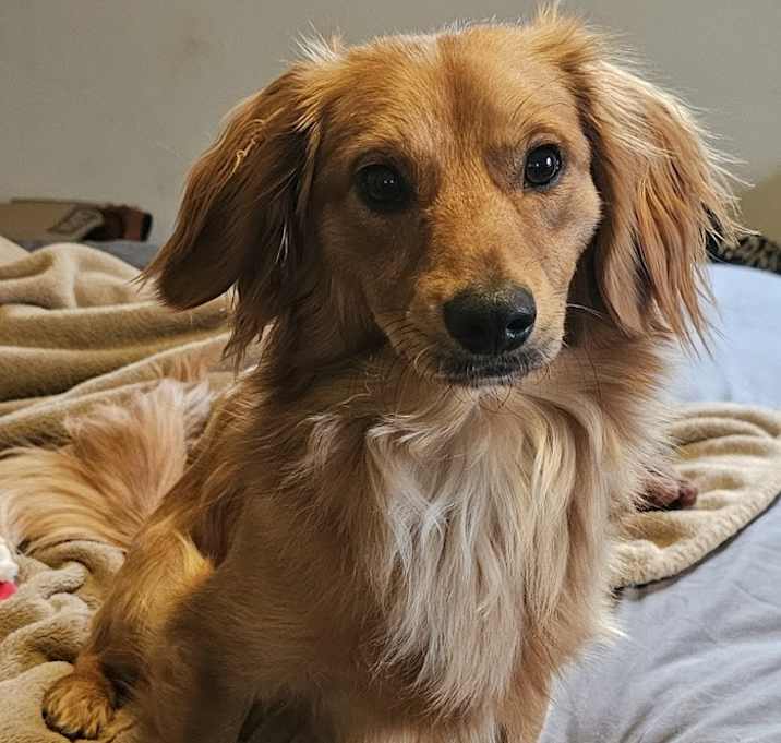 Photo of Archie