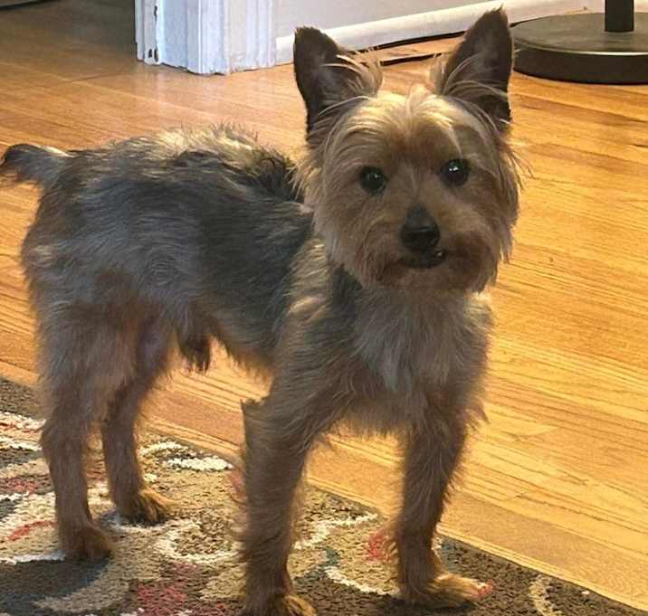 Photo of Yoda