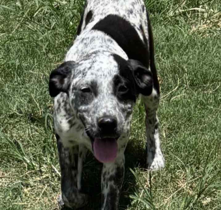 Photo of Summer - $C litter