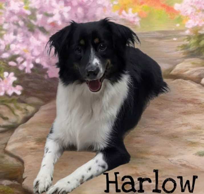 Photo of Harlow