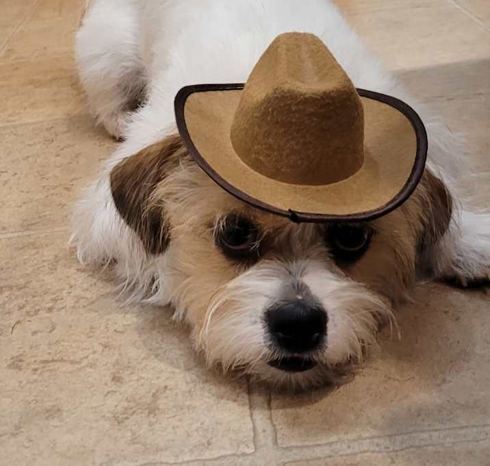Photo of Romeo