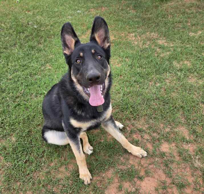 Photo of Champ