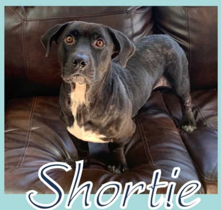 Photo of Shortie