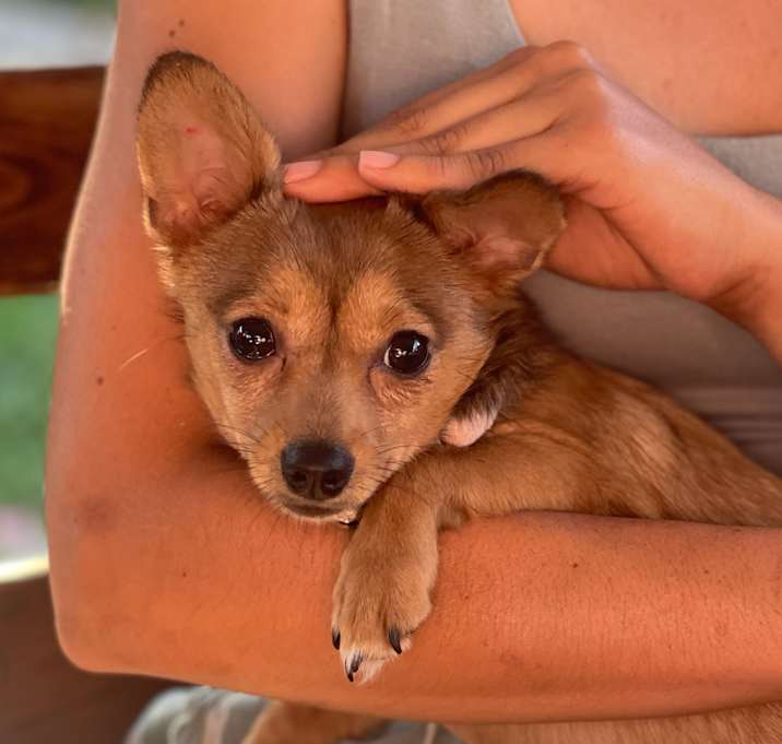 Photo of Ruby