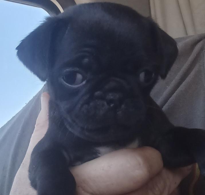 Photo of Tooter