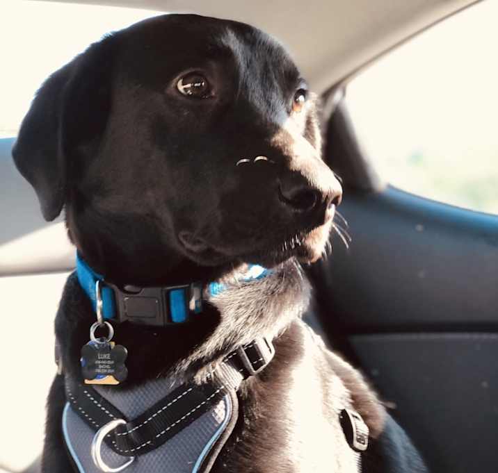 Photo of Beau