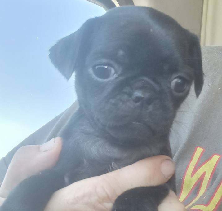 Photo of Sampson