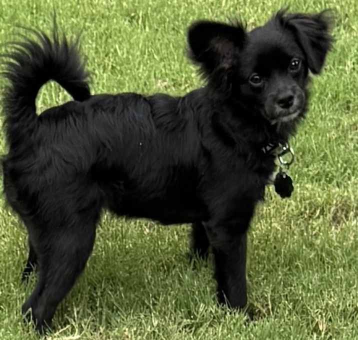 Photo of Bear