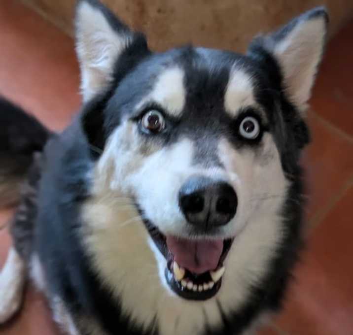Photo of HUSKER