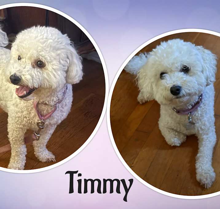 Photo of Timmy - OH