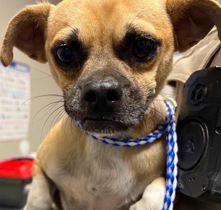 Photo of Sargent Buckey 