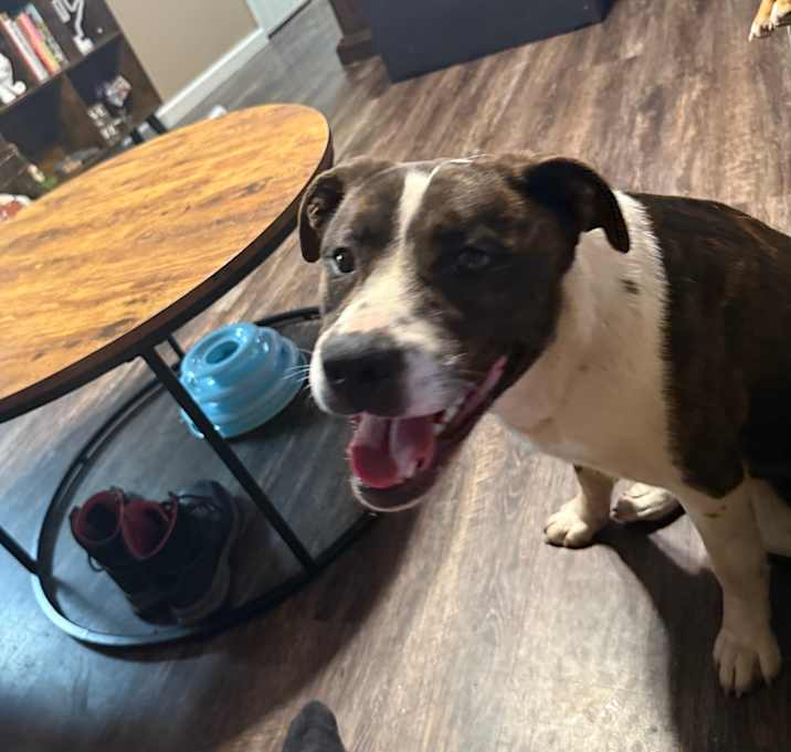 Photo of Willow