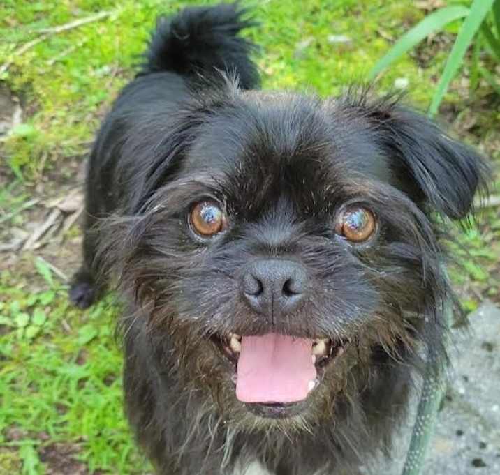 Photo of Red (bonded with Rosie)