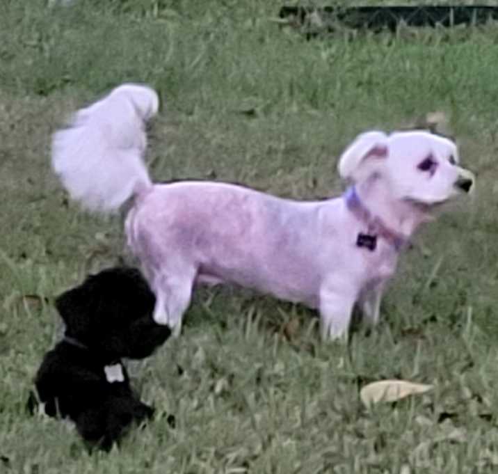 Photo of SUGAR