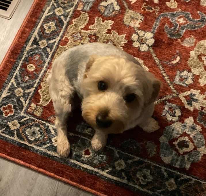 Photo of Marley