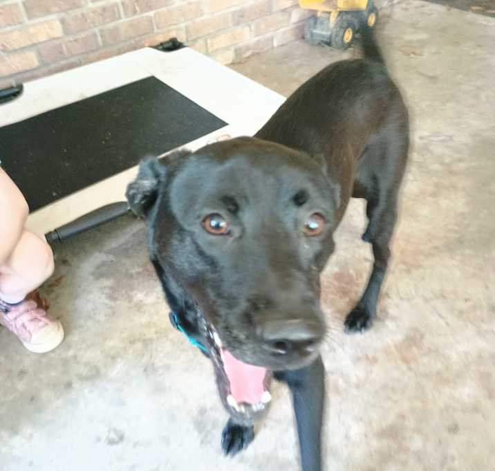 Photo of ?? Poker or Black Dog