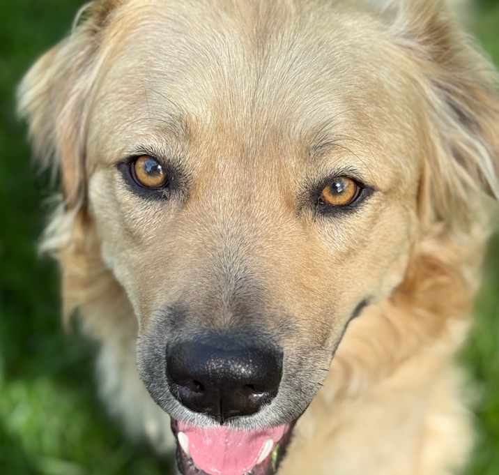 Photo of Rocky