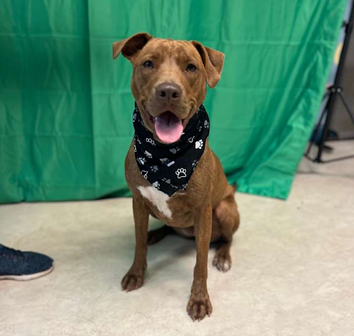 Photo of Rockzee (Duchess)