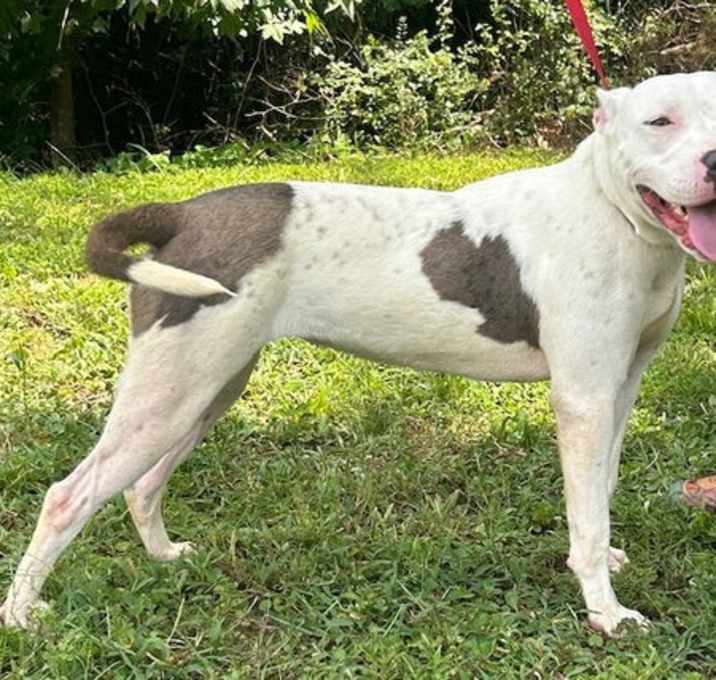 Photo of 250826  Prunella