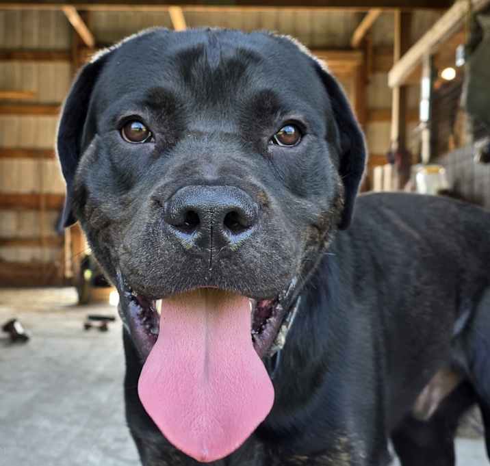 Photo of Anubis
