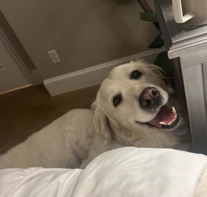 Photo of Belle