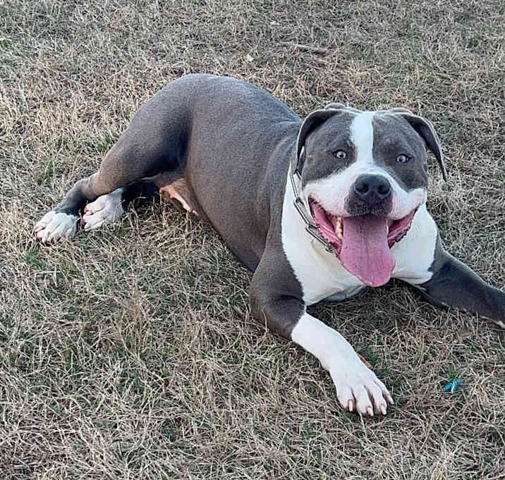Photo of Roxi.