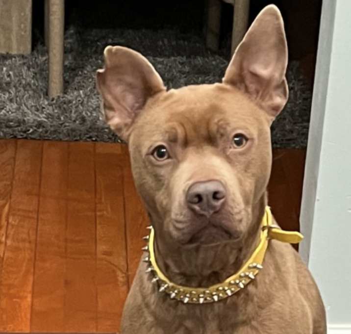 Photo of Sadie