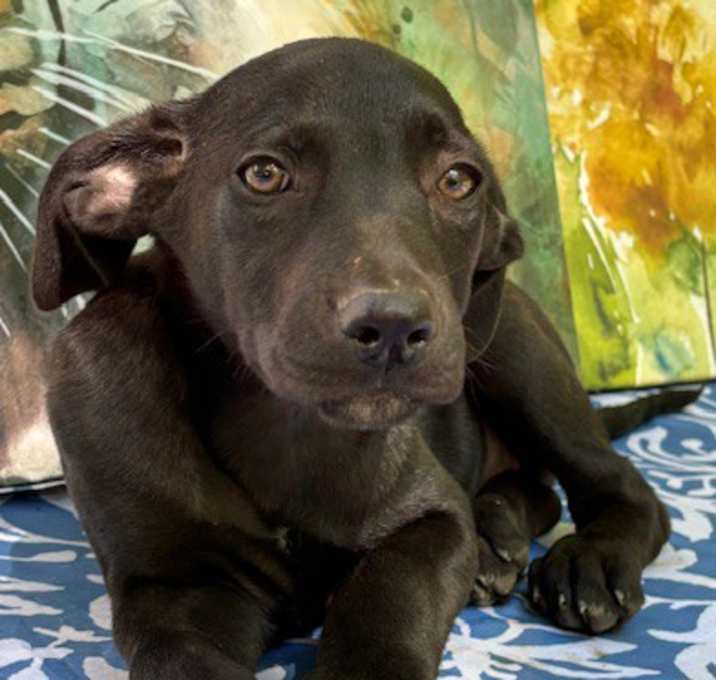 Photo of Lennox