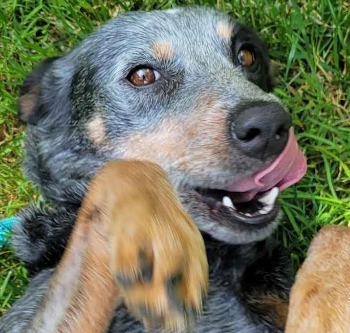Photo of DIXIE