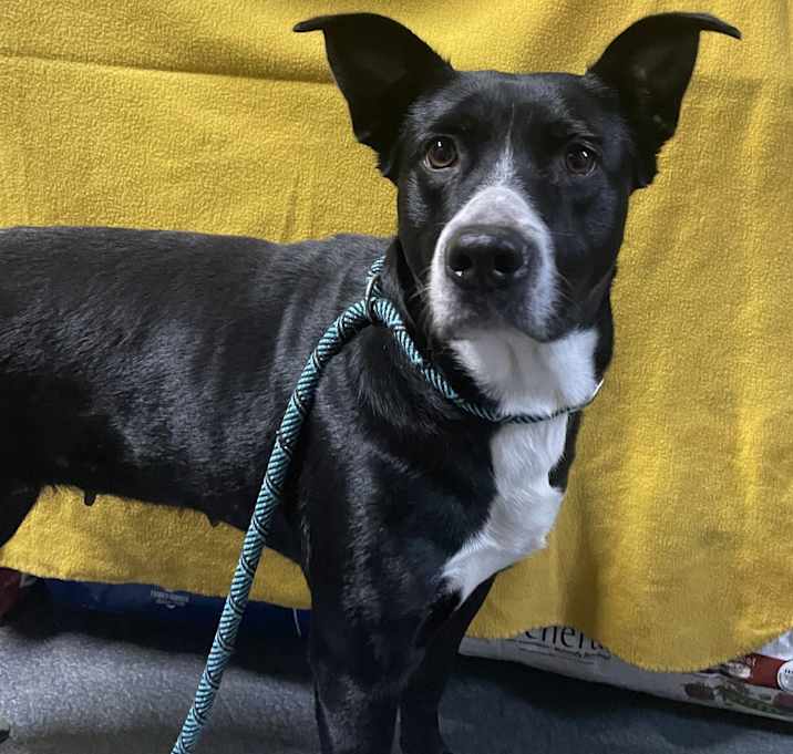 Photo of Athena