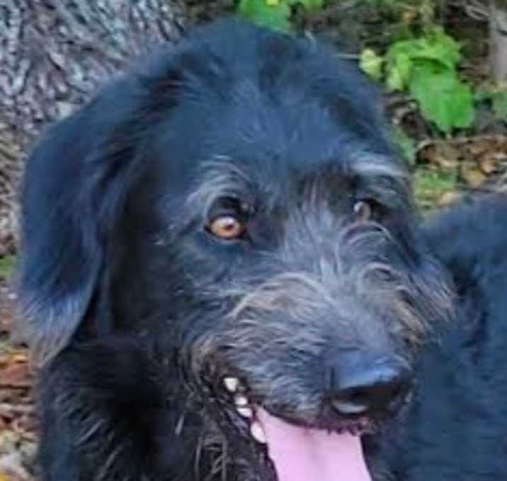 Photo of DANDY