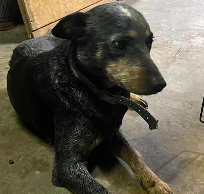 Photo of DIXIE