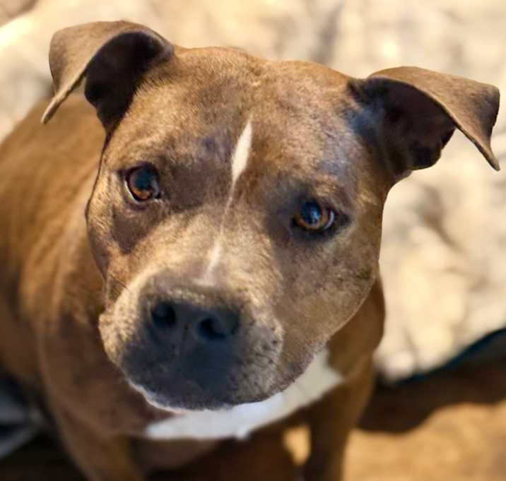 Photo of Dahlia