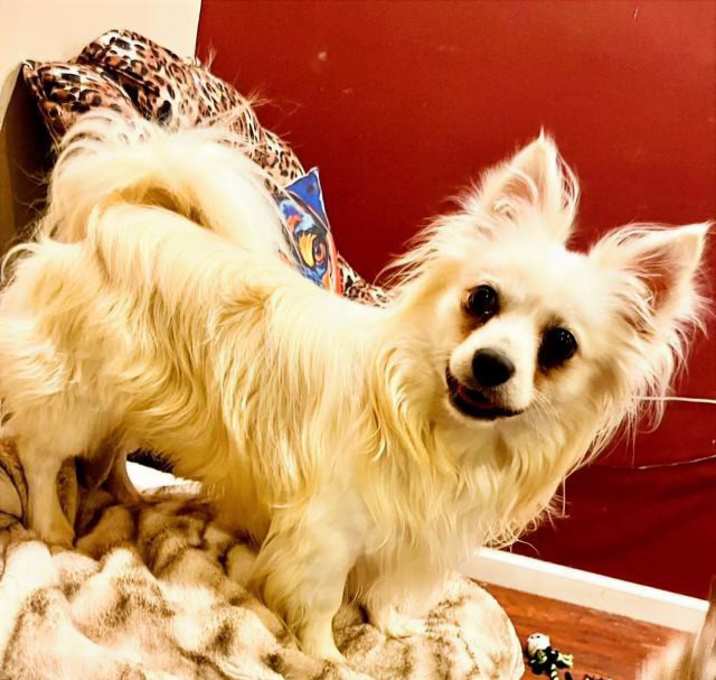 Photo of Boo