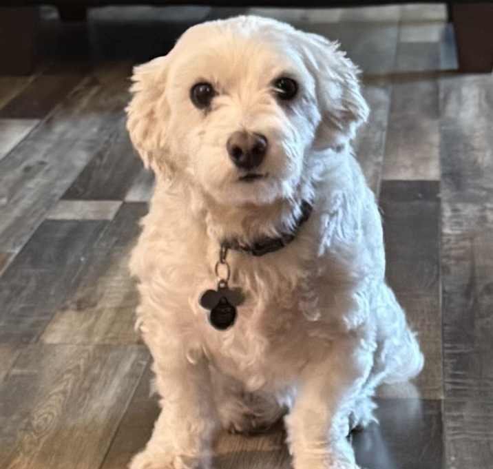 Photo of Thor