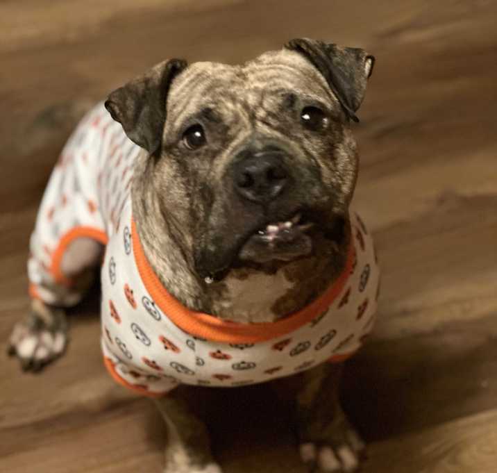 Photo of Luna