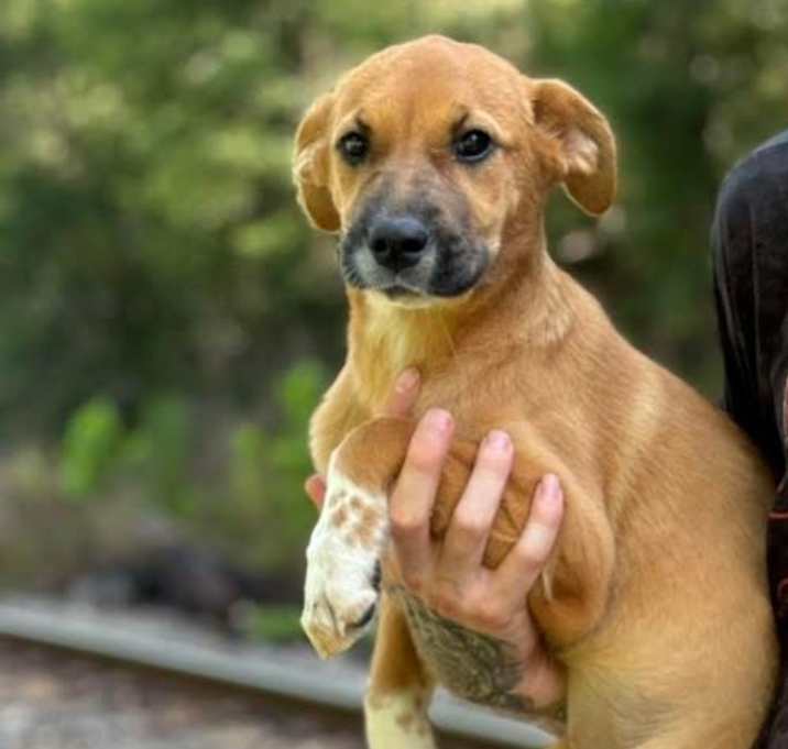Photo of HONEY