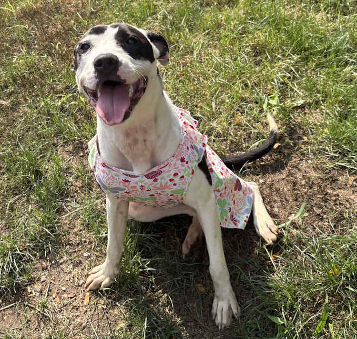 Photo of Cookie