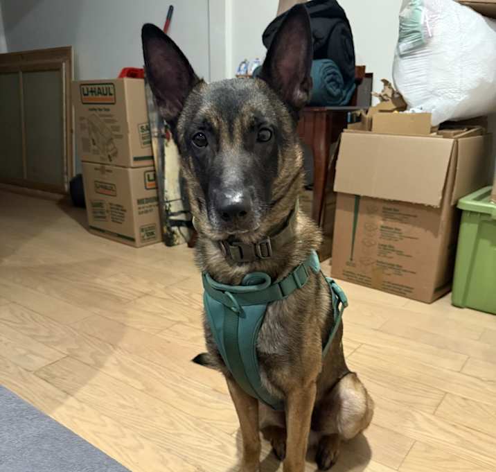 Photo of Toby