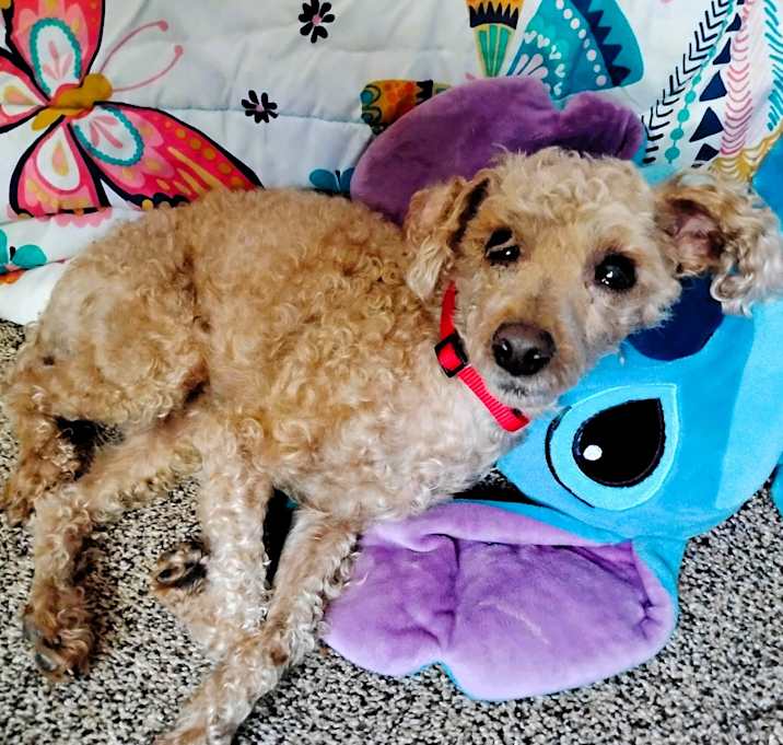Photo of Goose (Poodle)