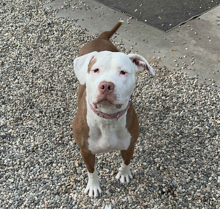 Photo of Dolly