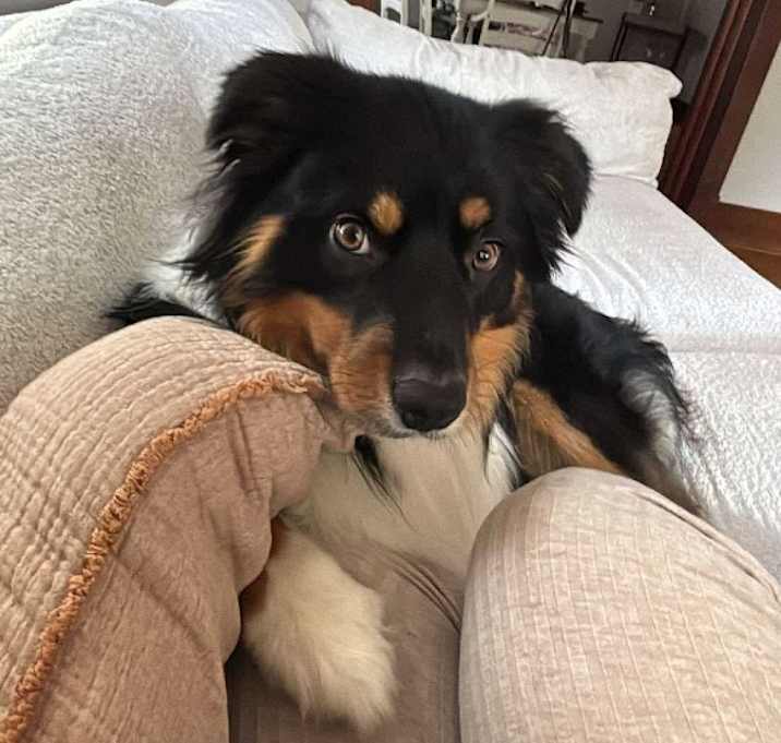Photo of Bo
