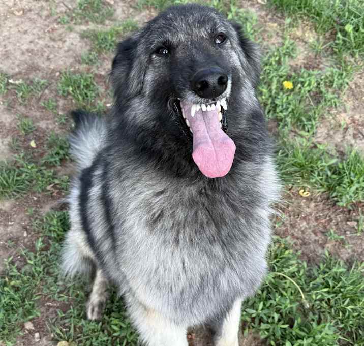 Photo of Indy