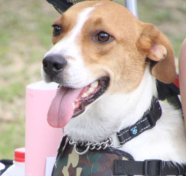 Photo of Buddy