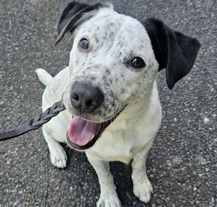 Photo of Otis